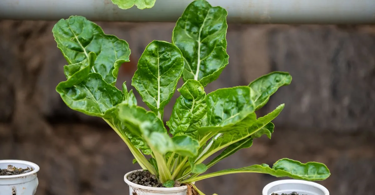 découvrez l'aquaponie, une méthode écologique et innovante qui combine l'aquaculture et l'hydroponie pour cultiver des plantes et élever des poissons de manière durable.