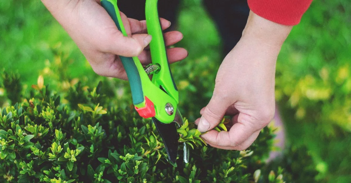 découvrez les meilleures techniques d'élagage pour entretenir vos arbres et arbustes, favoriser leur croissance et améliorer leur santé.
